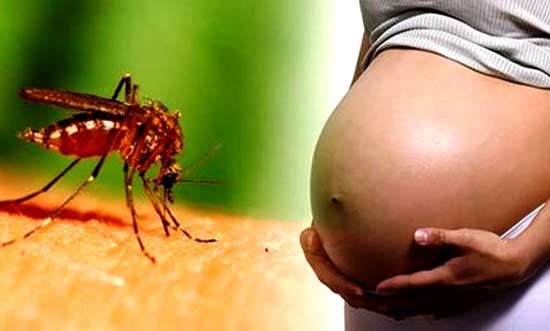 Việc phòng lây nhiễm Zika cho phụ nữ và từ mẹ sang con đang được Bộ Y tế hướng đến