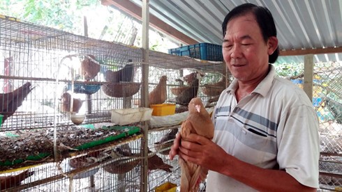 Ông Nguyễn Minh Quang nâng niu bồ câu Gà có giá trị kinh tế cao.