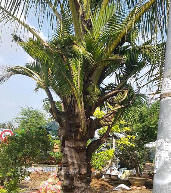  Sau khi mua về từ huyện Bình Đại, anh Tuấn cho mỗi cây vào một chậu lớn và chăm sóc rất cẩn thận. “Tôi cưng 2 cây dừa như…trứng ngỗng” – anh Tuấn chia sẻ.