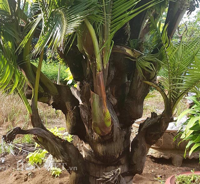Tuy có nhiều năm kinh nghiệm về các dạng cây kiểng nhưng anh Tuấn “không rõ nguyên nhân tại sao 2 cây dừa của anh xảy ra việc kỳ lạ trên và cũng không biết trong thời gian tới nó có thể ra bông, kết trái hay không”.