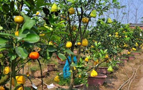 Nhiều gốc bưởi lâu năm được các chủ vườn “hô biến” thành một chậu cảnh Tết với đa loại quả