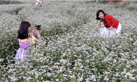 Những đồi hoa Tam Giác Mạch đang là sản phẩm dịch vụ mới đối với du lịch cộng đồng, sinh thái ở Lai Châu.