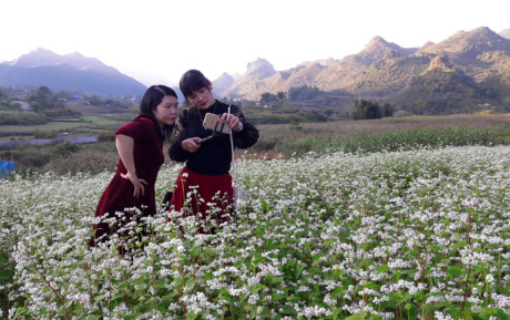 Du khách vui chơi bên một sườn đồi hoa tại bản Gia Khâu, xã Nậm Loỏng, thành phố Lai Châu.