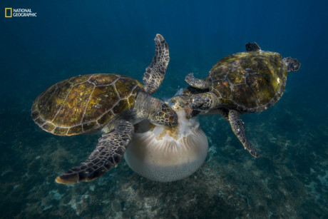 Cuộc chiến giành con sứa của ba con vích ở vịnh Byron, Australia. (Nguồn: businessinsider.com)