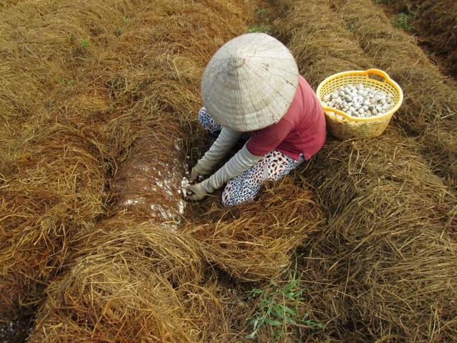 Năm nay, giá nấm rơm liên tục giảm khiến người trồng gặp nhiều khó khăn