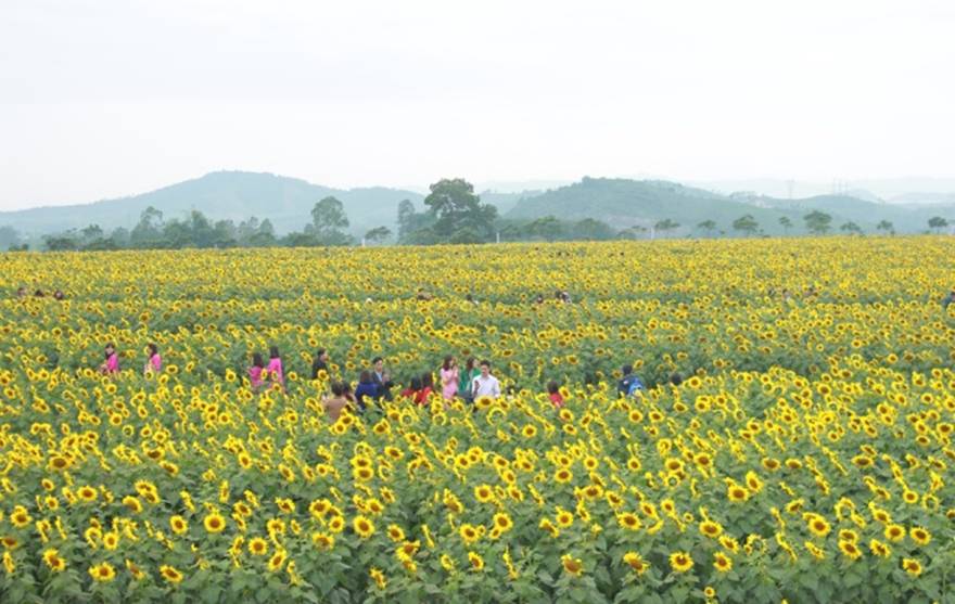 Ngày hội hoa hướng dương được tổ chức từ ngày 25 đến 27/12 tại huyện Nghĩa Đàn.