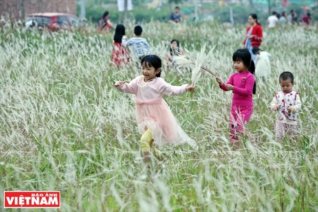 Bãi cỏ lau đẹp và thơ mộng trên một bãi đất trống của khu đô thị Linh Đàm, Hà Nội. (Nguồn: Báo ảnh Việt Nam)