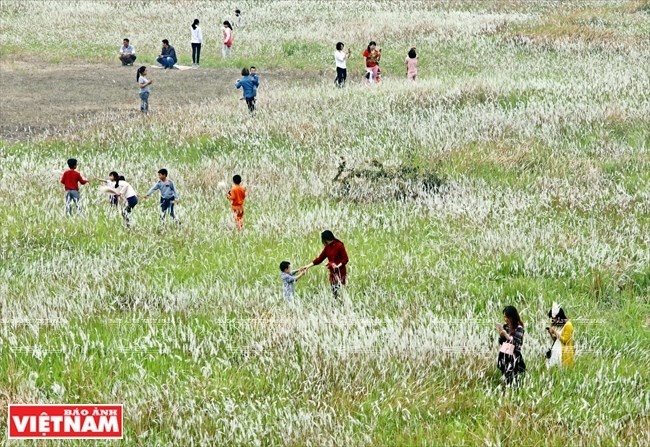 Các em nhỏ vô tư nô đùa trên cánh đồng cỏ lau. (Nguồn: Báo ảnh Việt Nam)