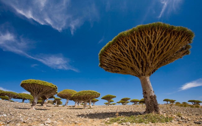 Socotra là hòn đảo của Yemen nằm trên Ấn Độ Dương cách Somalia 250 km, có hệ động thực vật rất phong phú. Hòn đảo xinh đẹp này là quê hương của loài cây hoa lạ có nhựa màu đỏ như máu, gần 200 loài chim kỳ lạ, 700 loài thực vật độc đáo và một số loài động vật chỉ có thể tìm thấy ở đây. Một trong những loài thực vật độc đáo ở đảo Socotra là cây huyết rồng, còn được người dân địa phương gọi là Dam al-Akhawain.