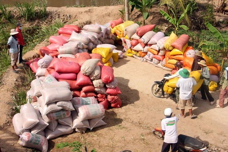 Nhiều hộ dân sản xuất lúa trong dự án cánh đồng lớn được bao tiêu sản phẩm. Trong ảnh: Người dân tập kết lúa xuống bến để giao cho doanh nghiệp thu mua.