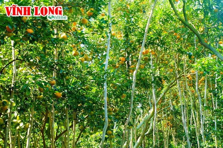 Tuy nhiên, tại huyện Lai Vung cũng chỉ một vài xã như Long Hậu, Tân Phước, Tân Thành, Vĩnh Thới,… là có thổ nhưỡng, khí hậu phù hợp với loại cây có múi này.
