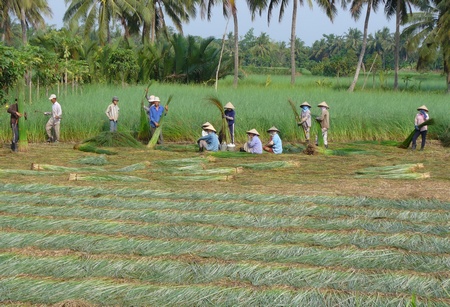 Nền kinh tế nông nghiệp- cánh đồng lác ở Trung Thành Đông. Cây lác là một trong các nguyên liệu sản phẩm công nghiệp từ lâu ở đây. Ảnh: Minh Thái
