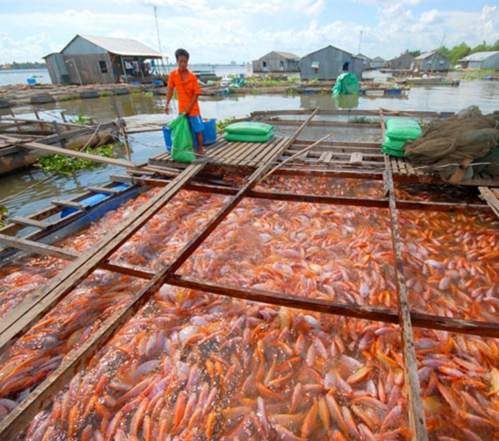 Long Hồ còn nổi tiếng với hàng trăm lồng bè cá, tạo điểm nhấn về kinh tế cho địa phương. Ảnh: NGỌC TRẢNG