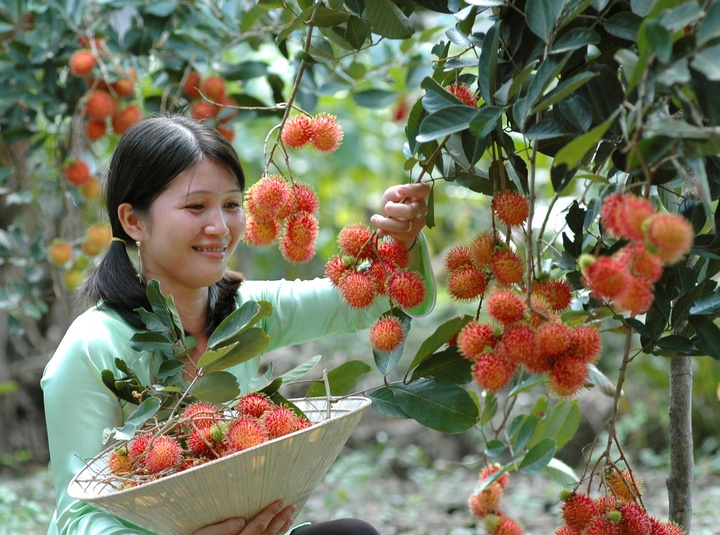 Cù lao An Bình nổi tiếng với nhiều loại cây trái. Trong đó, thương hiệu chôm chôm Bình Hòa Phước đang từng ngày bay cao, bay xa hơn ở thị trường trong và ngoài nước. Ảnh: VINH HIỂN