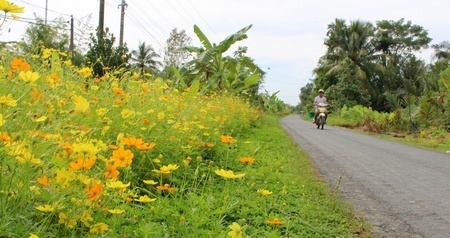 Con đường vào xã nông thôn mới Ngãi Tứ rực rỡ màu hoa xuân. Ảnh: CAO HUYỀN