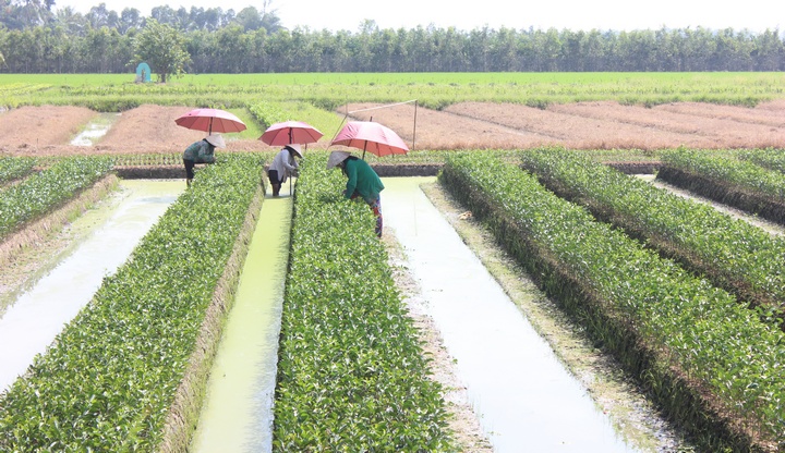 Kinh tế nông nghiệp với cam sành trên đất lúa đang phát triển mạnh ở Trà Ôn.Trong ảnh: Ương cam sành giống tại xã Trà Côn. Ảnh: MINH THÁI