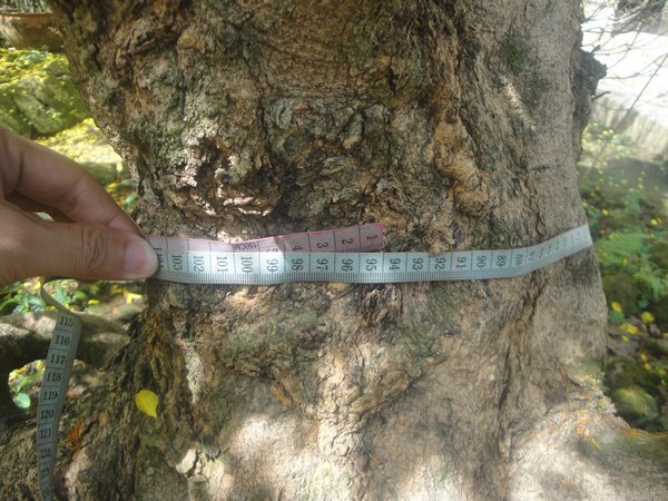 Có những gốc mai có bề hoành gần cả mét (94cm).