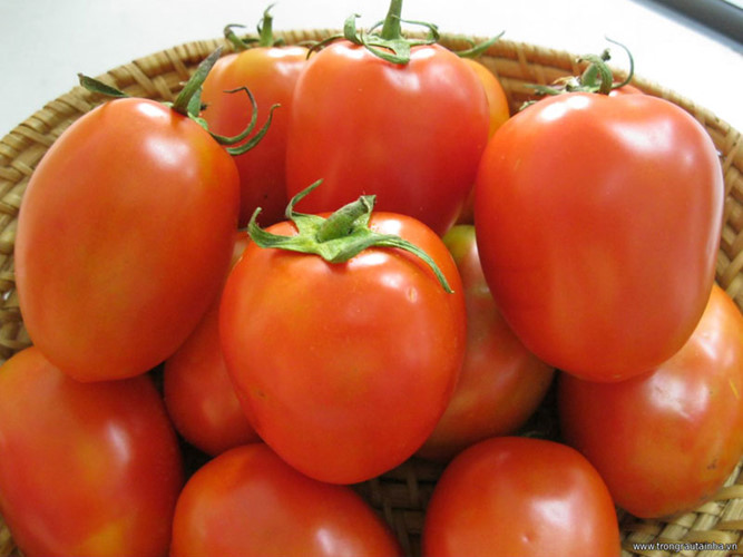 Lycopene trong cà chua cùng với bioflavonoid, carotenoid và vitamin C giúp bảo vệ gan khỏi các thiệt hại (hepatoprotective), vì vậy nó có thể giúp thanh lọc các độc tố một cách thuận lợi.