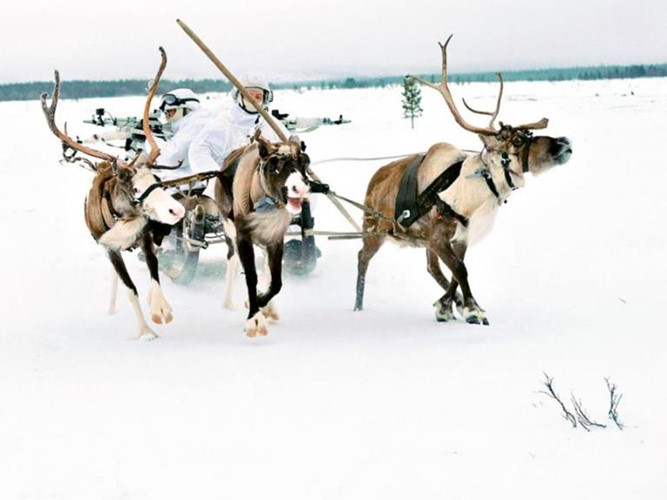 Ở một vùng mà nhiệt độ có thể giảm xuống -50 độ C, quân đội Nga nhận thấy sử dụng những “phương tiện” đi lại truyền thống của người phương Bắc như tuần lộc và chó kéo xe husky sẽ thuận tiện hơn.