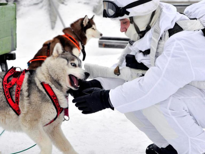 Những chú chó này “nhập ngũ” từ khi còn nhỏ và được quân đội Nga huấn luyện bài bản. Khoảng 4 tháng tuổi, những chú chó có tiềm năng đã bắt đầu được hợp tác với những chú chó lớn hơn để học hỏi.