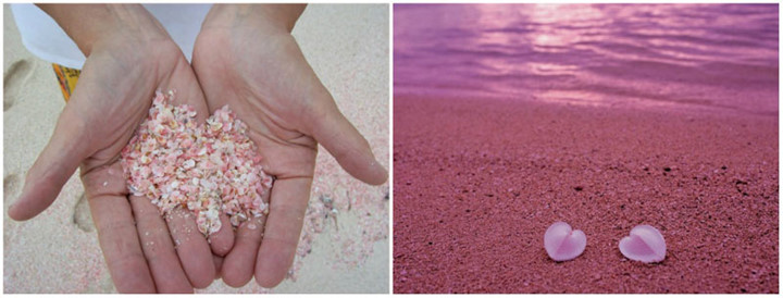Vỏ sò hồng là nhân tố chủ yếu tạo nên màu hồng cho bãi biển hiếm hoi này.
