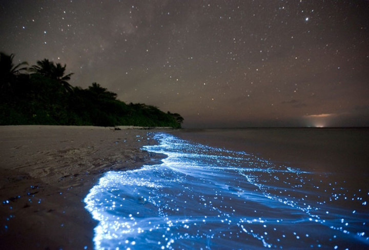 Đảo Vaadhoo, Maldives. Bãi biển trên đảo tuyệt đẹp vào ban đêm. Khi đêm buông xuống hòn đảo bừng sáng với vẻ đẹp kỳ diệu tựa như một bầu trời đầy sao đêm lấp lánh màu xanh dạ quang.
