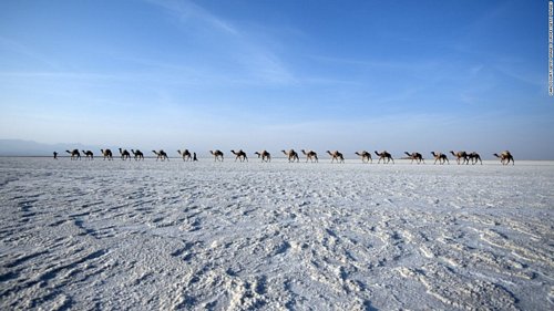 Đoàn lạc đà đi qua cánh đồng muối. Một con đường đang được khởi công để giúp việc vận chuyển dễ dàng hơn.