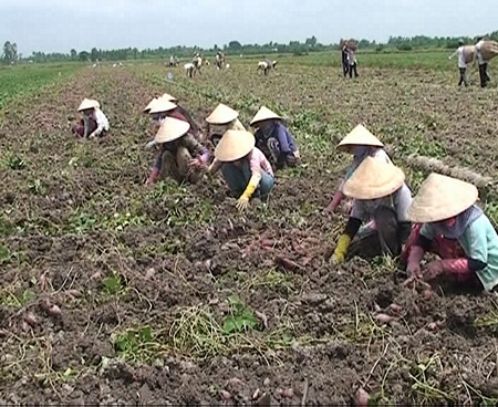 Nông dân Bình Tân tích cực thu hoạch khoai.