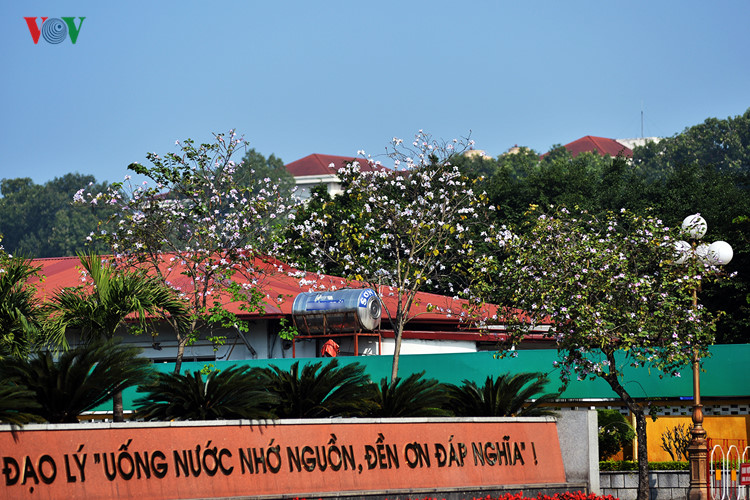 Đầu thập niên 1960, hưởng ứng Tết trồng cây do Chủ tịch Hồ Chí Minh phát động, các nhà quy hoạch đô thị đã cho trồng thử hoa ban trên một số tuyến đường và công viên, hồ Hoàn Kiếm - Hà Nội.