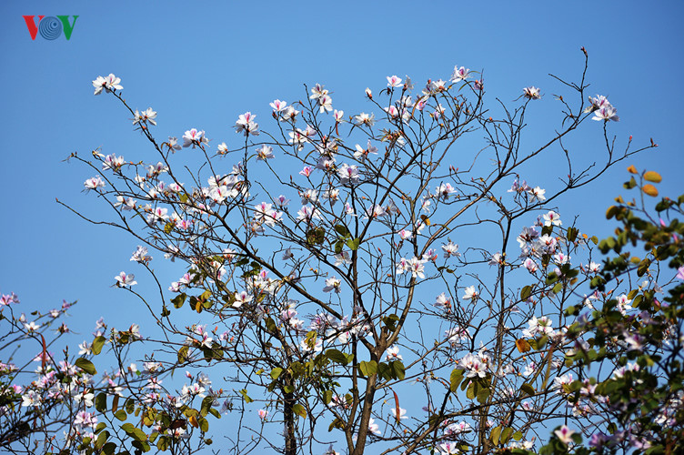 Sắc trắng hồng của hoa ban nổi bật trên nền trời xanh.