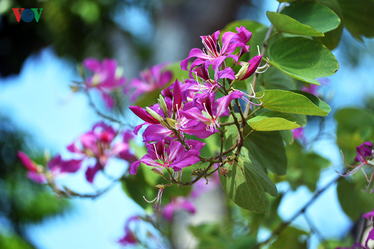 Những cây ban tím ở ngã tư Trần Hưng Đạo - Quán Sứ tuy mới trồng nhưng đã cho hoa nở rộ.