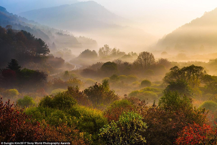 Màn sương mờ ảo như phủ một lớp voan mỏng lên tấm áo chuyển mùa đầy màu sắc của khu rừng ở tỉnh Gangwon (Hàn Quốc).