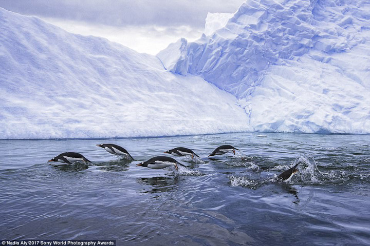 Đàn chim cánh cụt nô nức săn mồi.