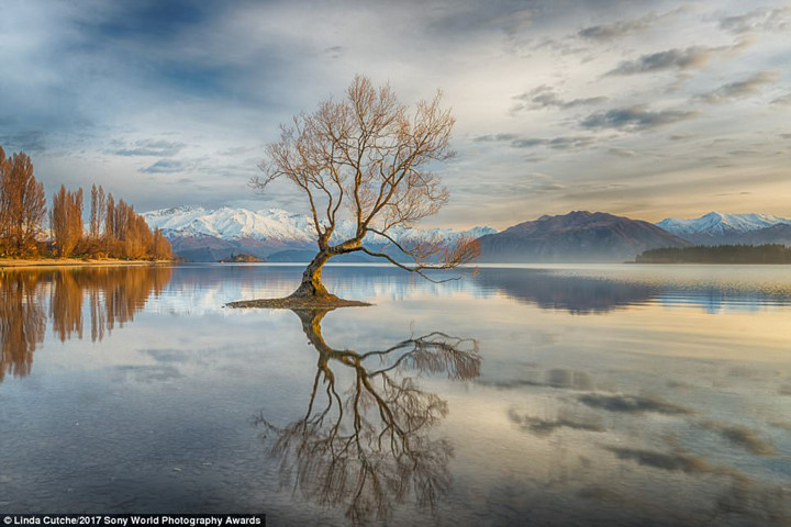 Đây vốn là một cái cây rất nổi tiếng ở Hồ Wanaka (New Zealand) và nó đã trở thành 
