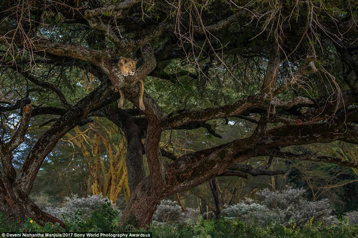 Chú sư tử hoàn toàn thư thái trên ngọn cây trong Công viên quốc gia Hồ Nakuru ở Kenya.