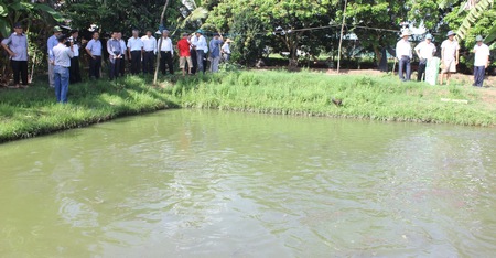 Đoàn giám sát Tỉnh ủy thăm Hợp tác xã Cá lóc Phú Thành tại ấp Mái Dầm.