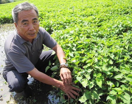 Tình hình tiêu thụ các mặt hàng rau cải tại TX Bình Minh khá ổn định, giúp nông dân an tâm đầu tư sản xuất.