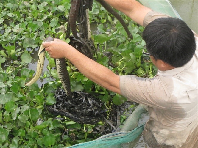 Anh Bùi Hoàng Bằng giới thiệu những con rắn bố mẹ sắp phối giống