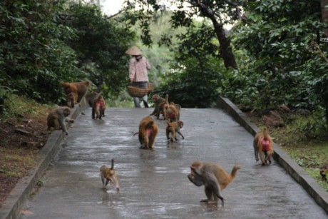 Đảo Rều: Cảnh đẹp hoang dã, không khí trong lành và là nơi sinh sống của hơn 1.000 chú khỉ. Có lẽ vì vậy mà nơi đây còn được gọi là đảo Khỉ. (Ảnh: sieugiairtri.net)