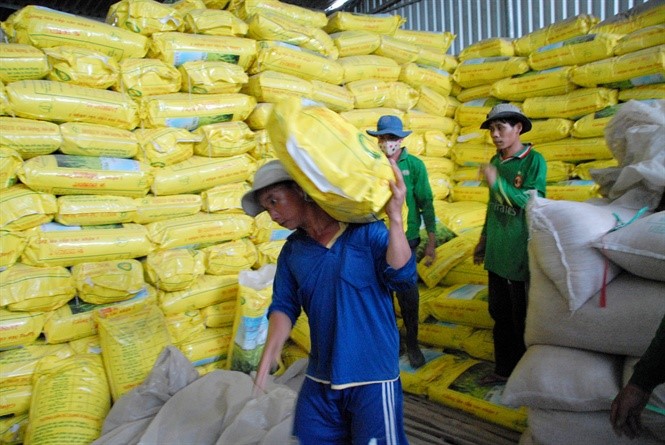 Hiện chỉ có khoảng 50 - 60% lượng lúa giống ở ĐBSCL được kiểm định chất lượng trước khi xuất bán