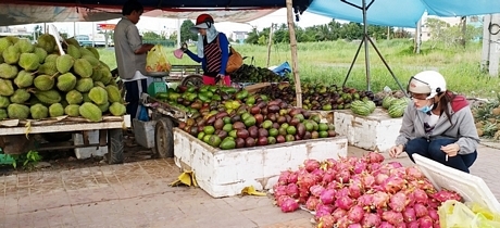 Một vựa trái cây ở Phong Điền.