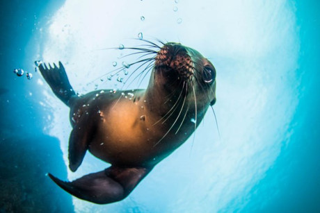 Sư tử biển. (Nguồn: NatGeo) Tác giả đã chụp sư tử biển khi lặn gần Los Islotes, một hòn đảo nằm ngoài Baja California.