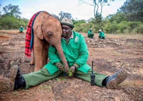 Một nhân viên của Tổ chức Động vật Hoang dã Sheldrick ở Kenya chia sẻ một khoảnh khắc dịu dàng với một con voi con. (Nguồn: NatGeo)