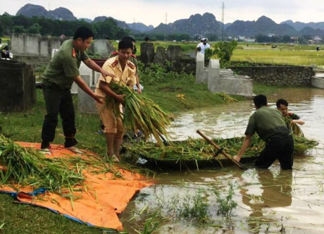 Những bó lúa thu hoạch vội được các chiến sĩ công an cứu cho người dân trong cơn lũ vừa qua tại Thái Bình.