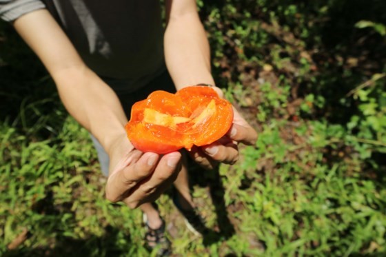 Đối với những trái chín mọng có thể ăn ngay, không cần phải ủ khử chát