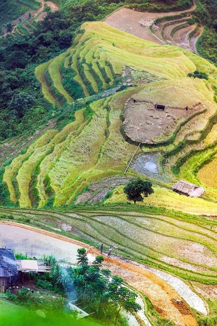 Vẻ đẹp của những thửa ruộng bậc thang ở vùng đất thuộc các xã Du Già, Mậu Duệ, huyện Yên Minh, Hà Giang. (Ảnh: Trọng Đạt/TTXVN)