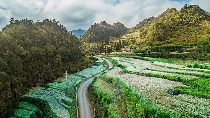 Cảnh đẹp của cánh đồng hoa tam giác mạch nở rộ hai bên đường trên đường dẫn vào huyện Lũng Cú, nơi có địa danh du lịch nổi tiếng quốc gia Cột cờ Lũng Cú. (Ảnh: Trọng Đạt/TTXVN)