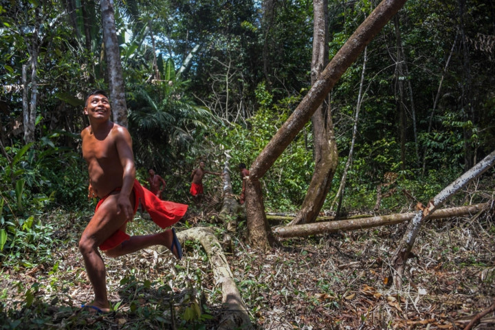 Những người đàn ông Waiapi chặt cây, lấy gỗ phục vụ sinh hoạt.