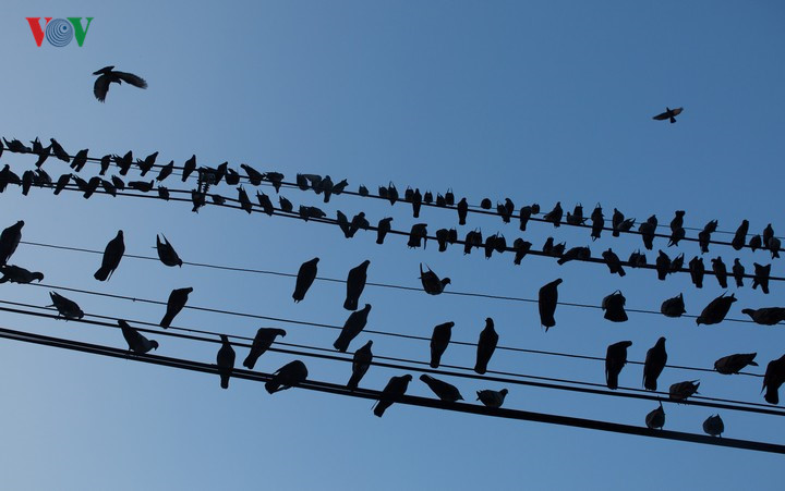 Bản tình ca chim bồ câu trên dây điện ở thành phố Yagon. 