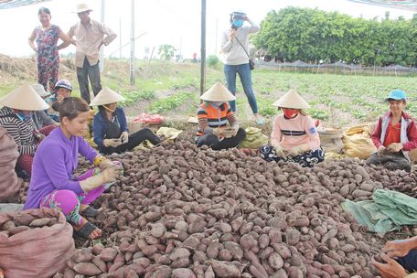 Năm 2017, huyện Bình Tân có gần 3.400ha trồng khoai lang kết hợp lúa- màu, cho lãi 130- 300 triệu đồng/ha/năm.